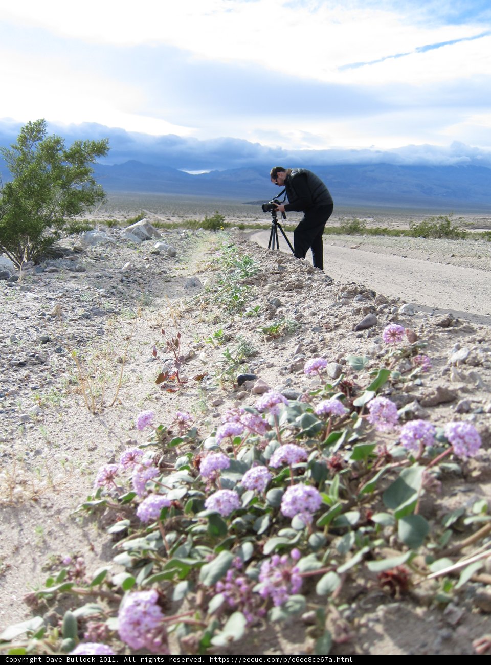 Capturing the Beauty of the Desert