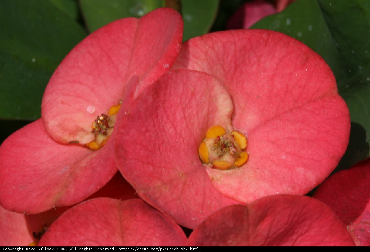 Pink Petals with Yellow Centers