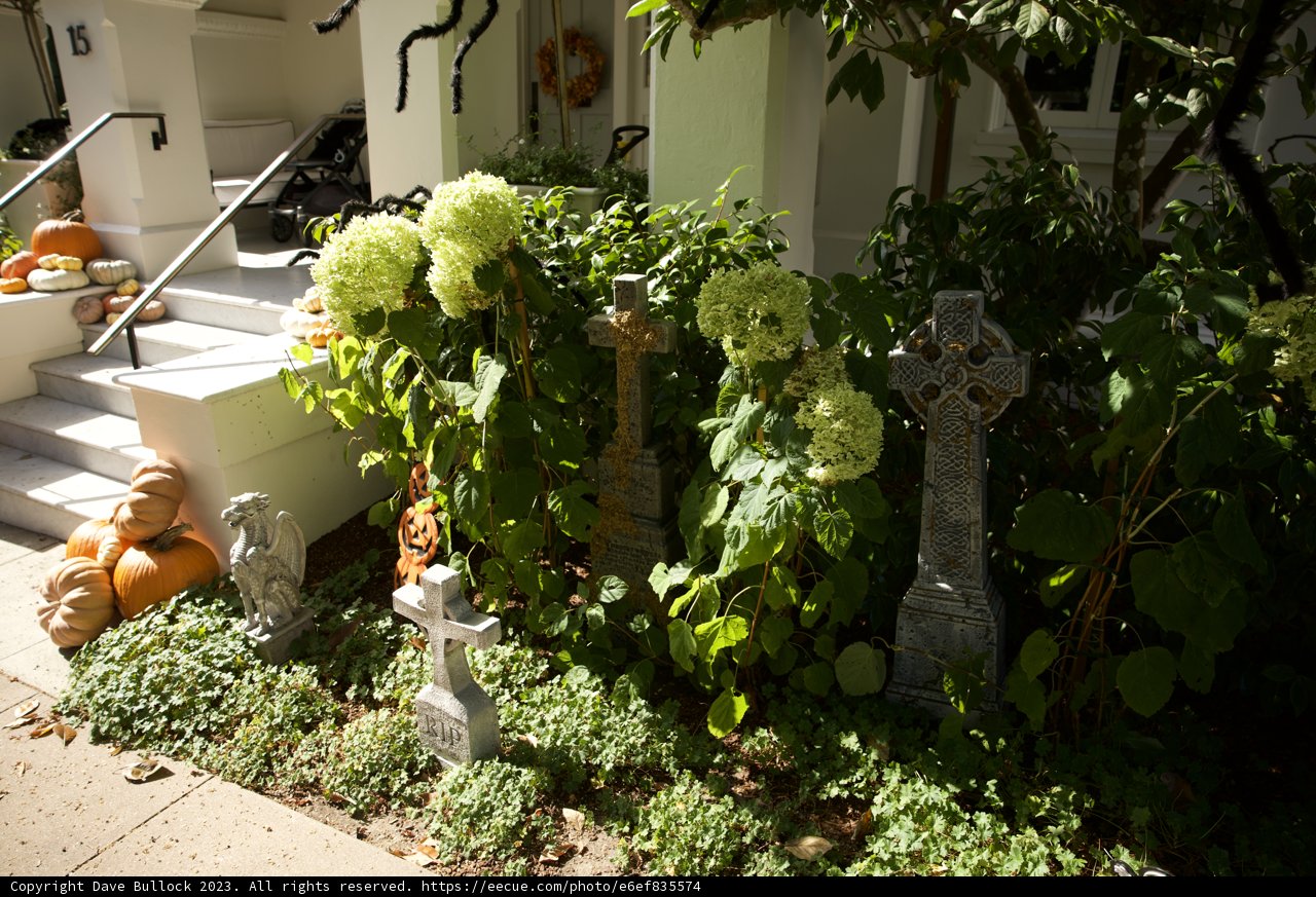 Spooky Elegance in San Francisco
