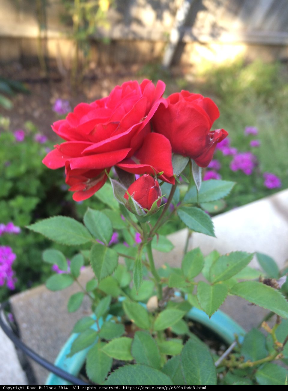 Red Rose and Purple Petals