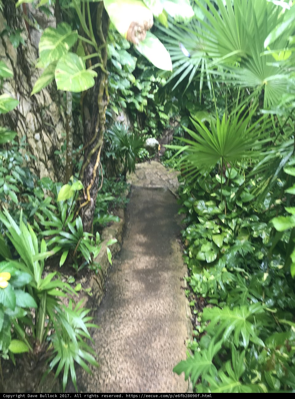 A Walk Through the Lush Jungle