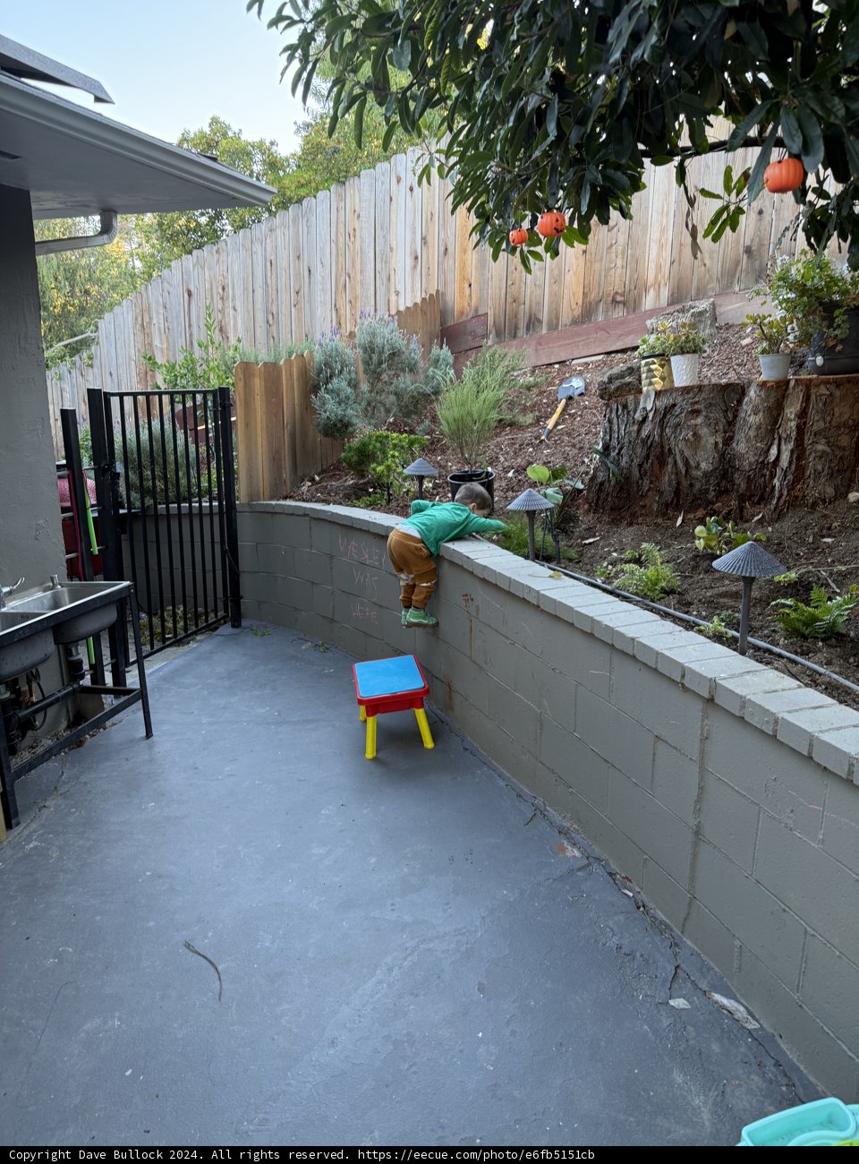 Backyard Adventures