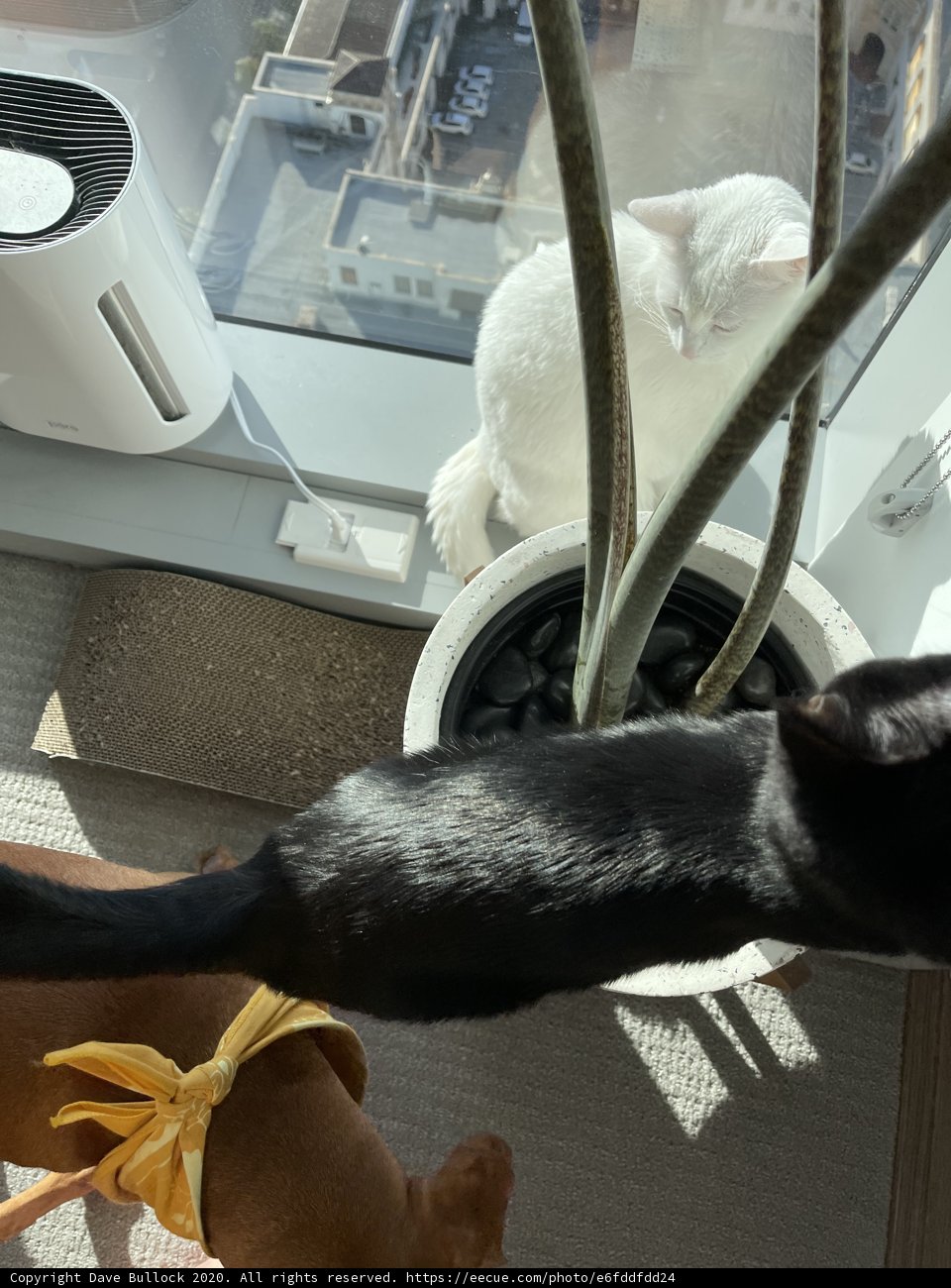 Feline and Canine Curiosity