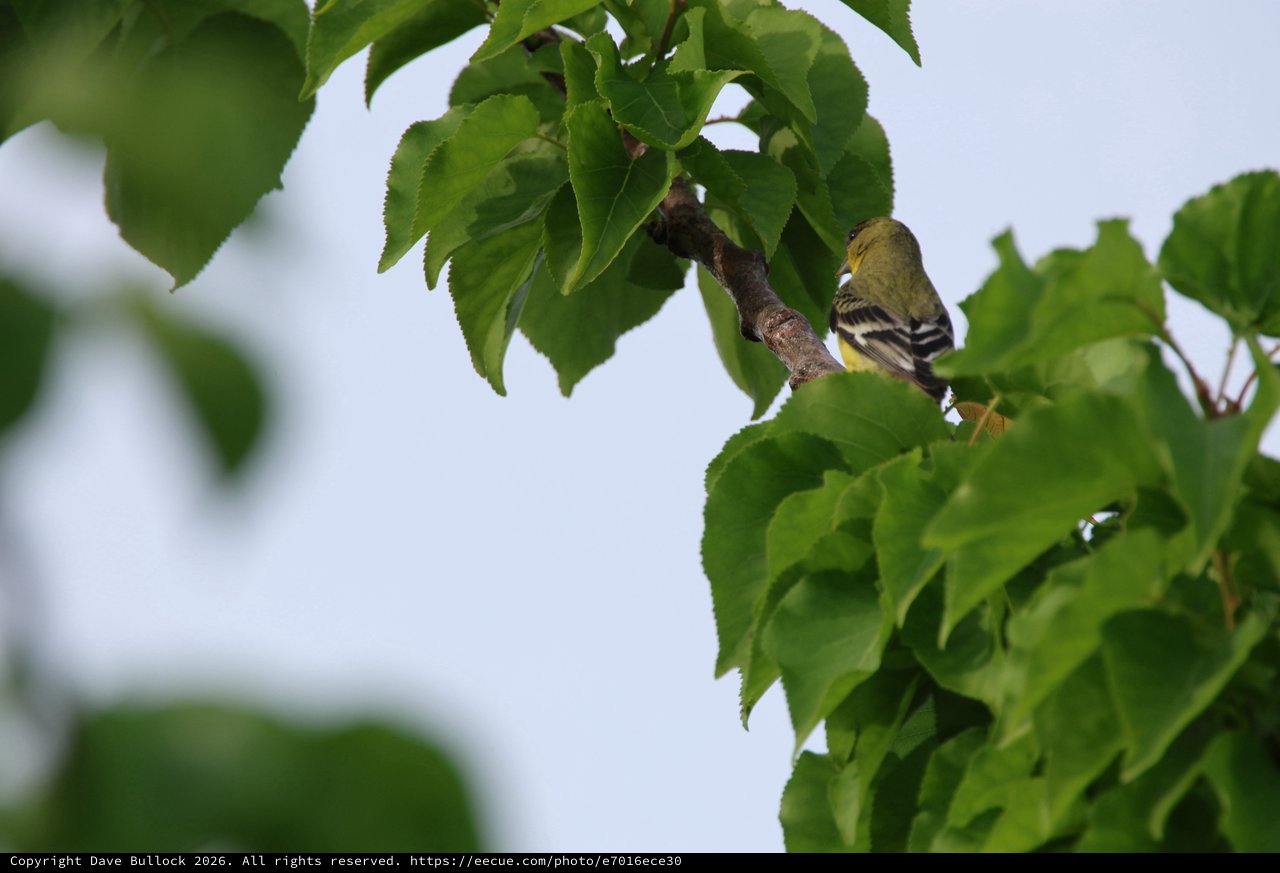 American Goldfinch Perched Among Fresh Spring Leaves