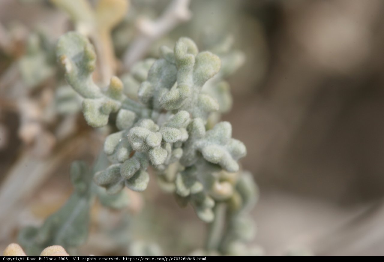 Greenery in the Desert