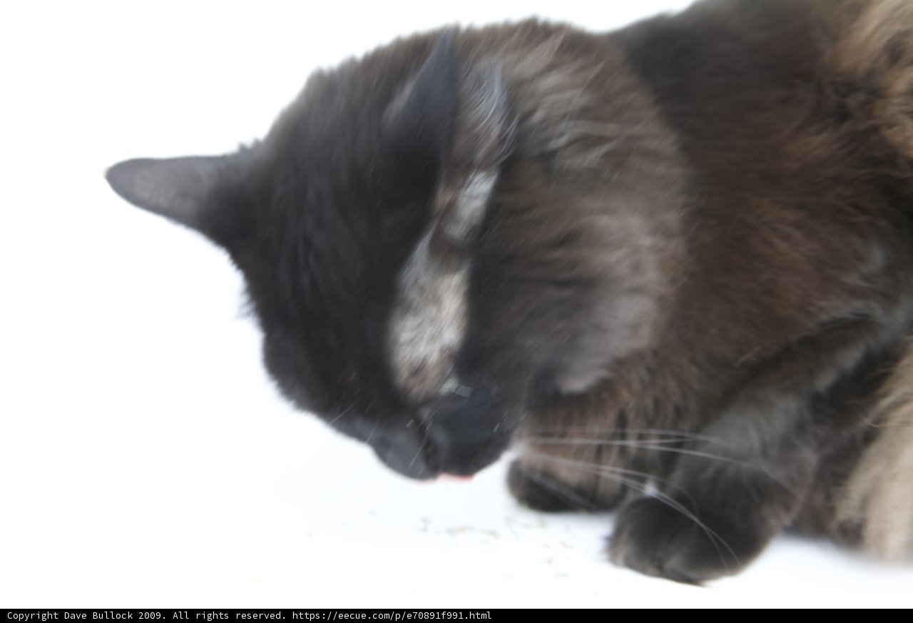 Feline Feast