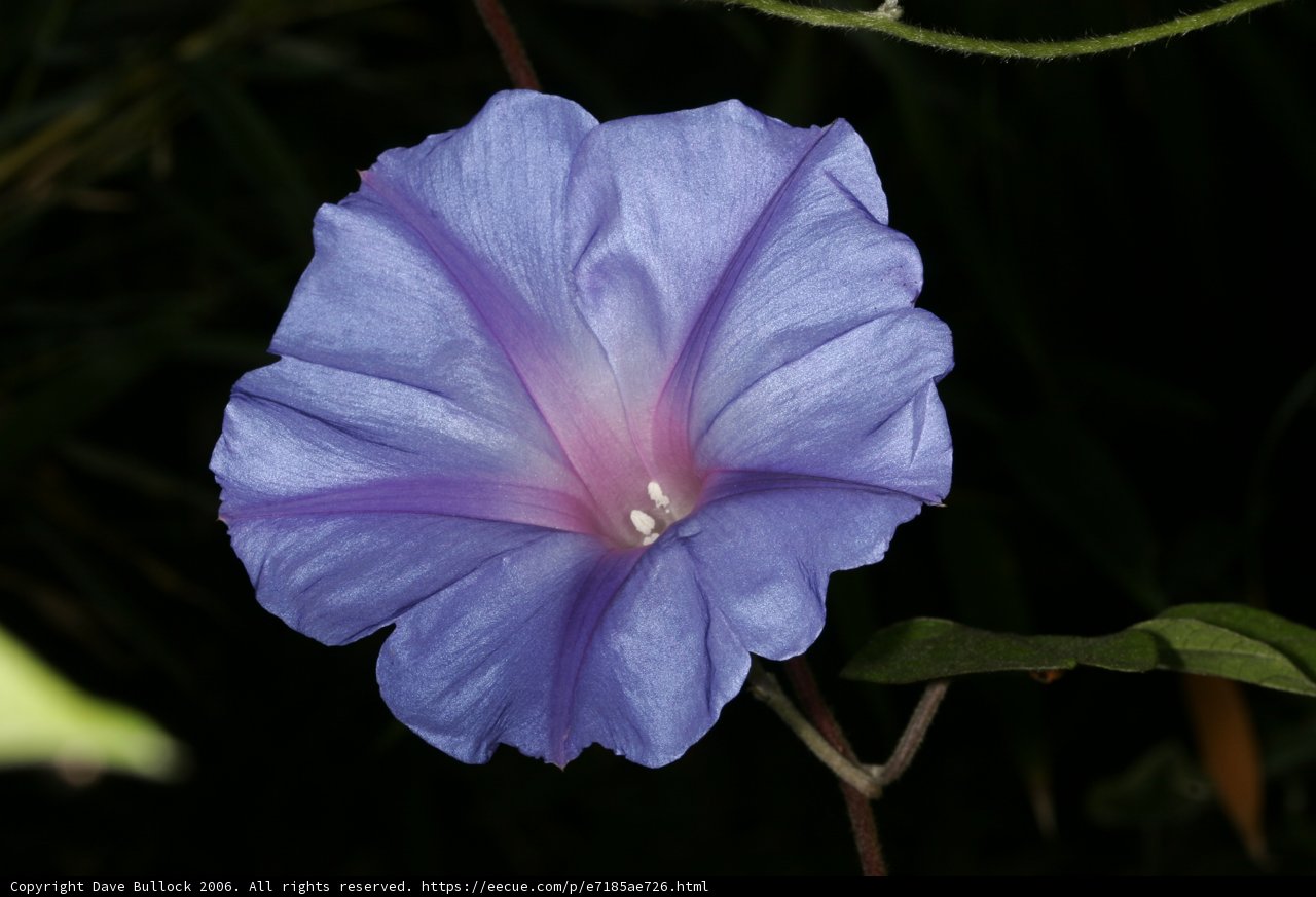 Blue Petunia with Pink Center
