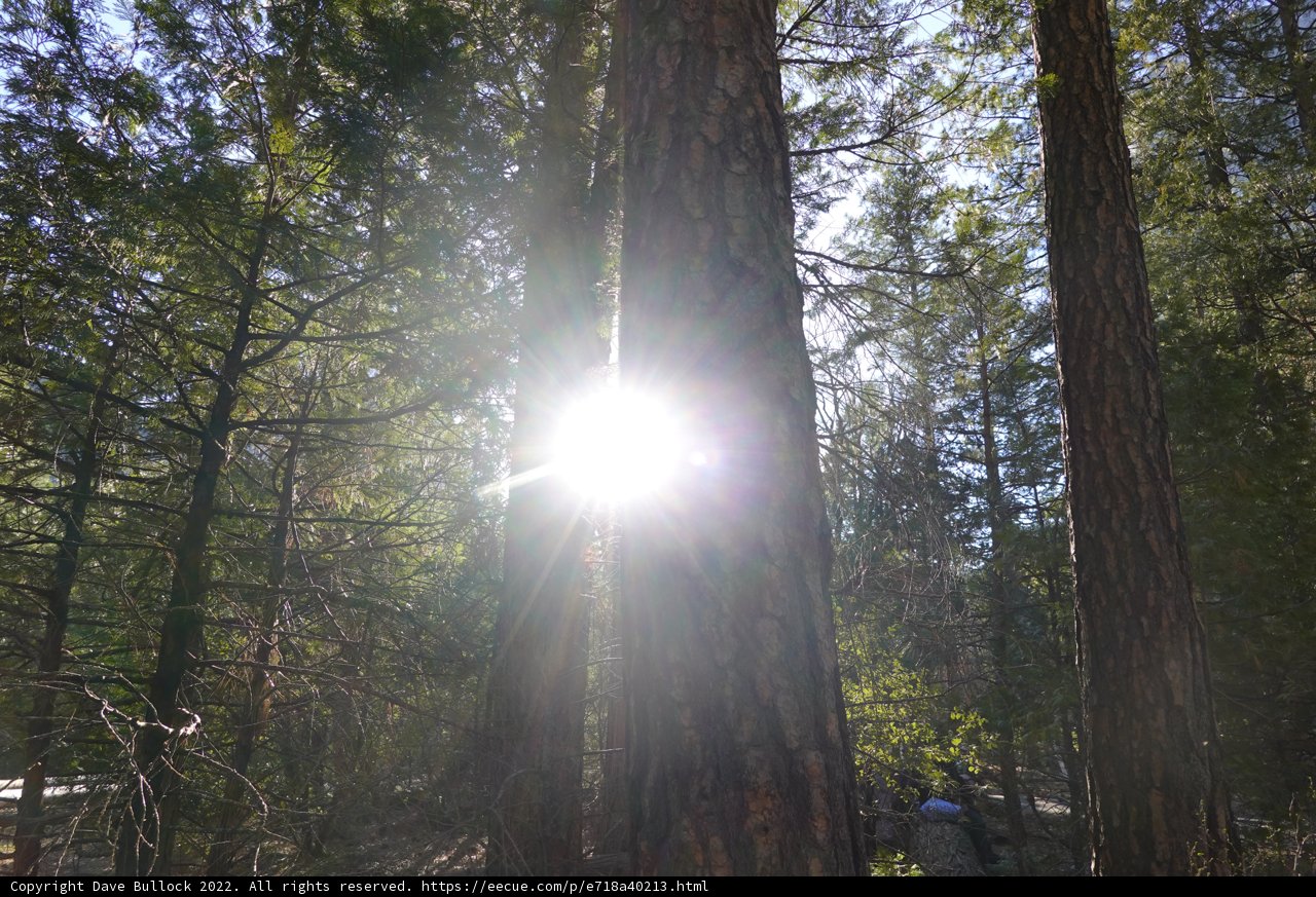 Sun-kissed Sequoia Grove