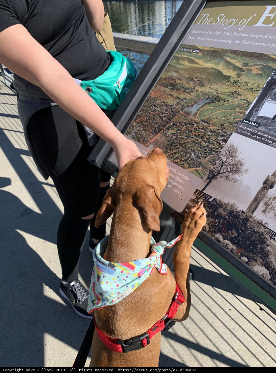 Canine Curiosity