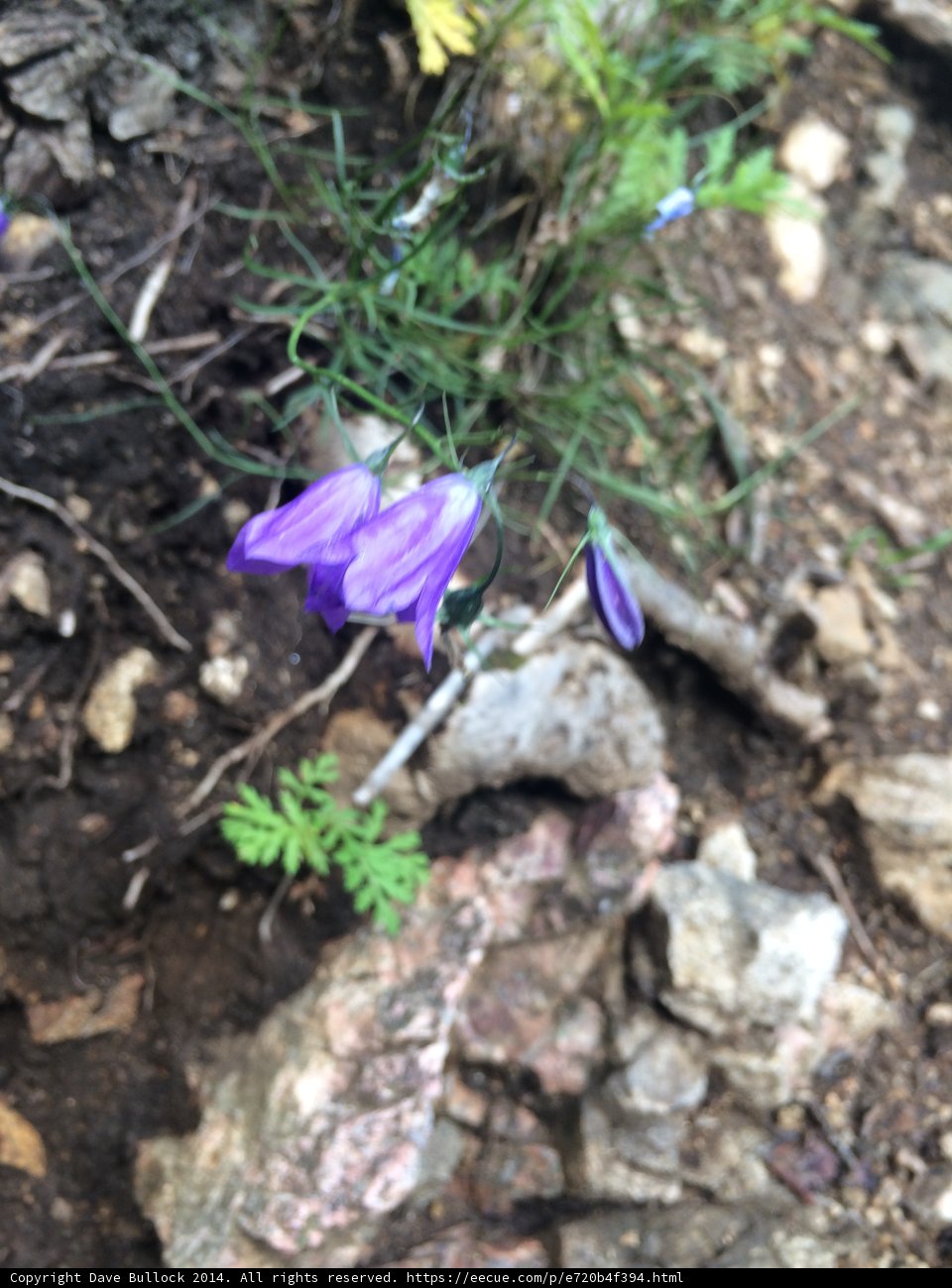 A Vibrant Purple Flower Defying Reality