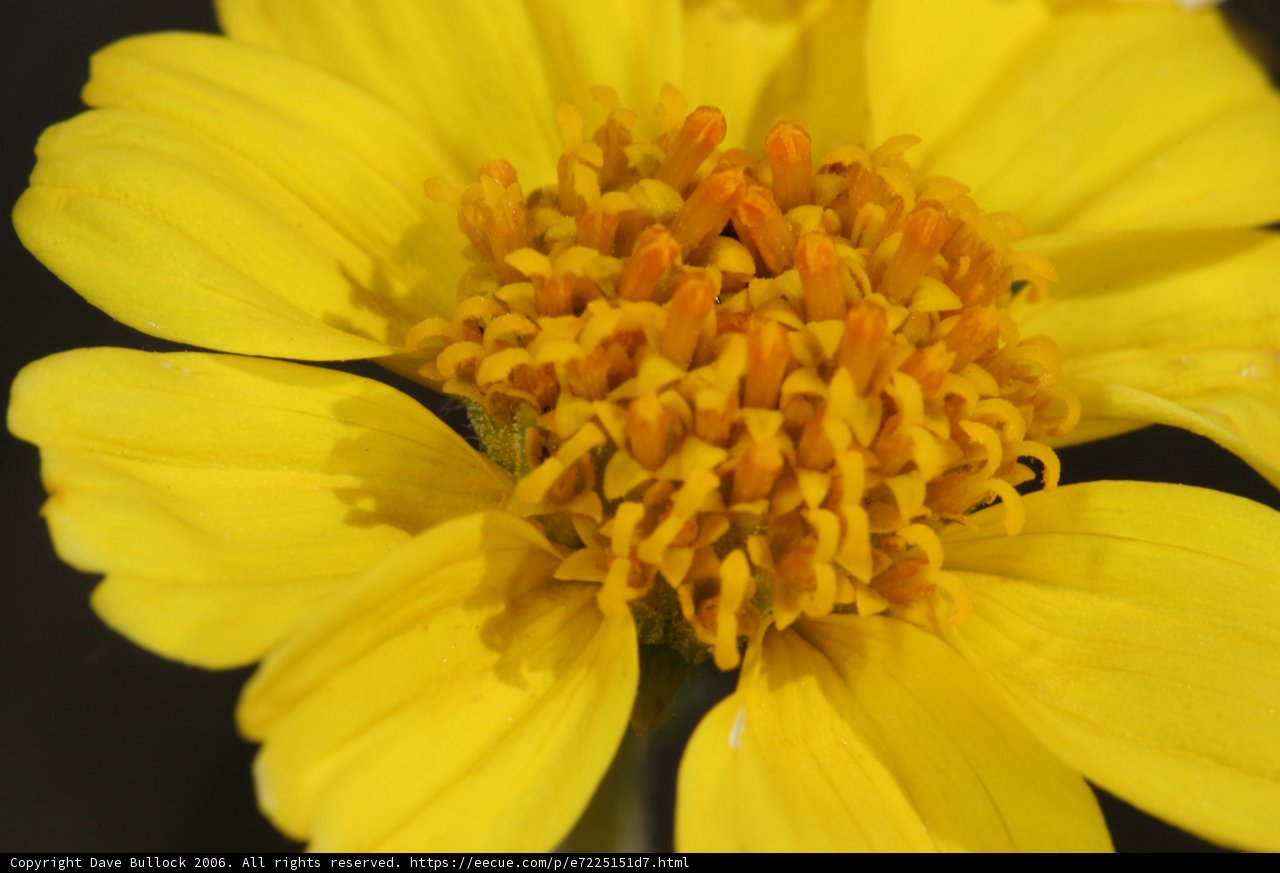 Sunny Daisy