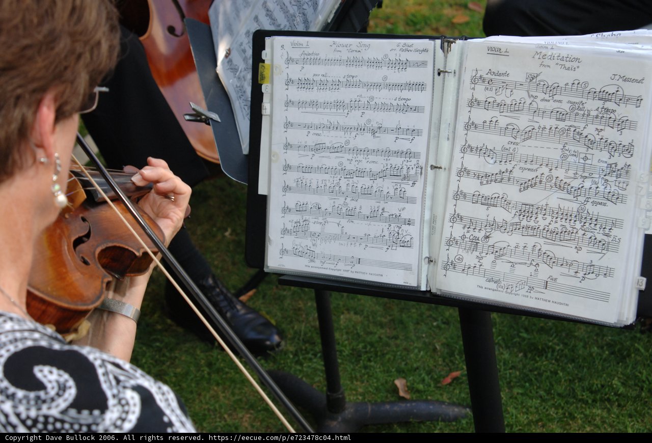 Melodies in the Meadow