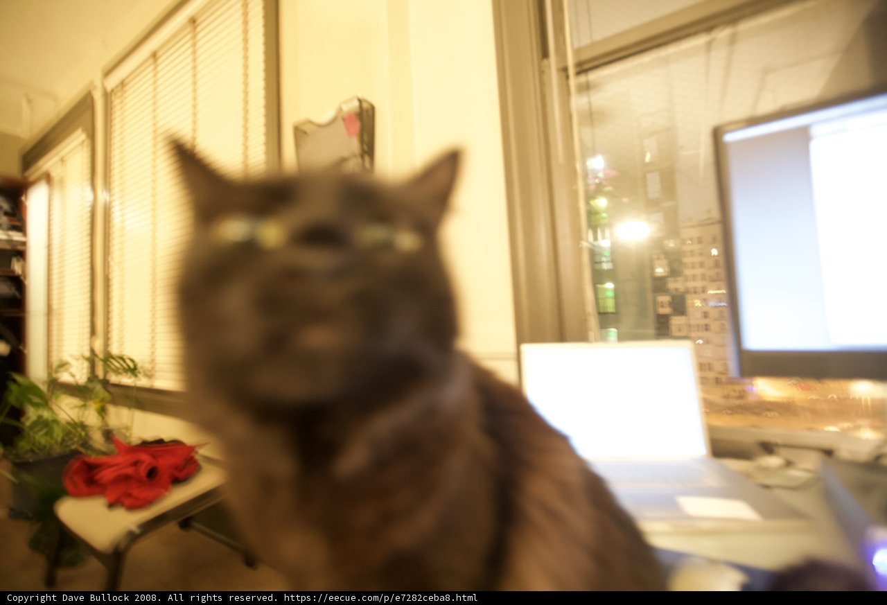 Inquisitive Feline in a Flower-filled Room
