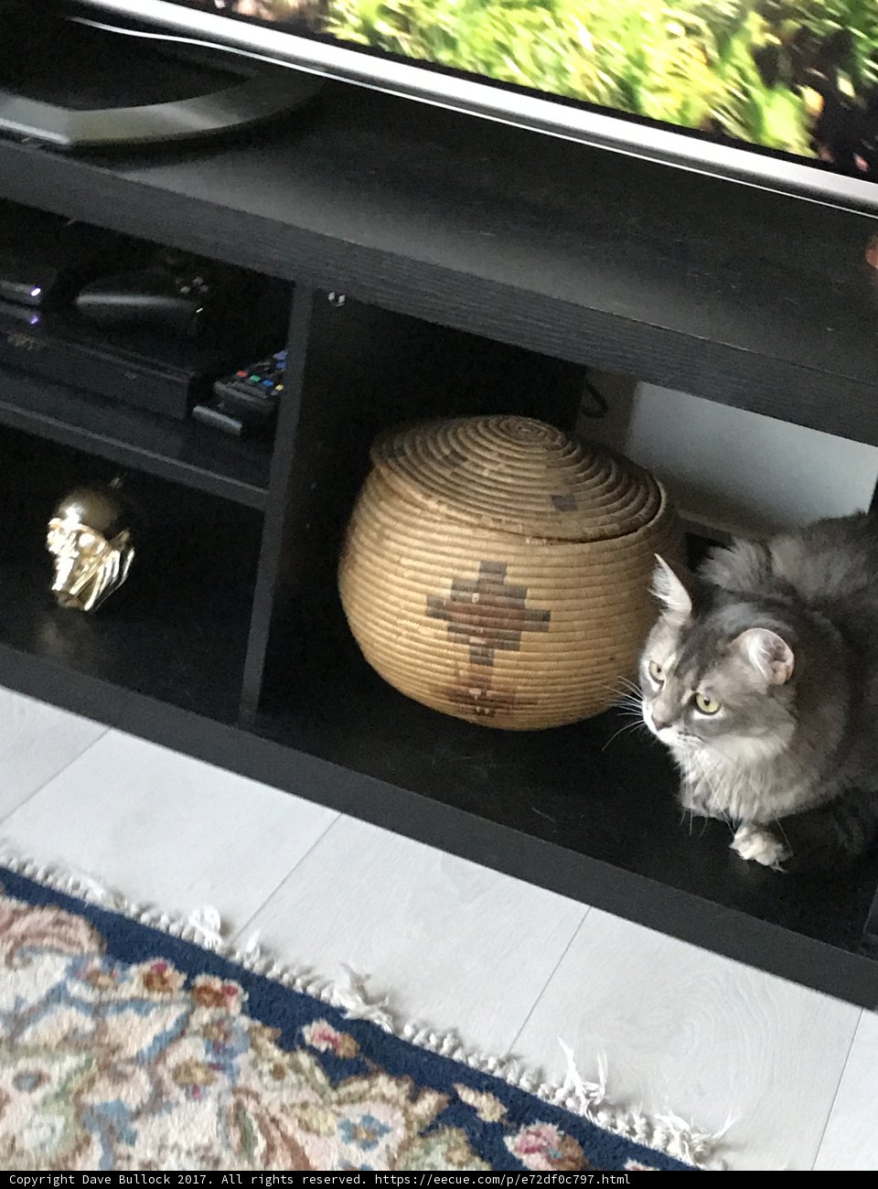 Feline Sports Fan