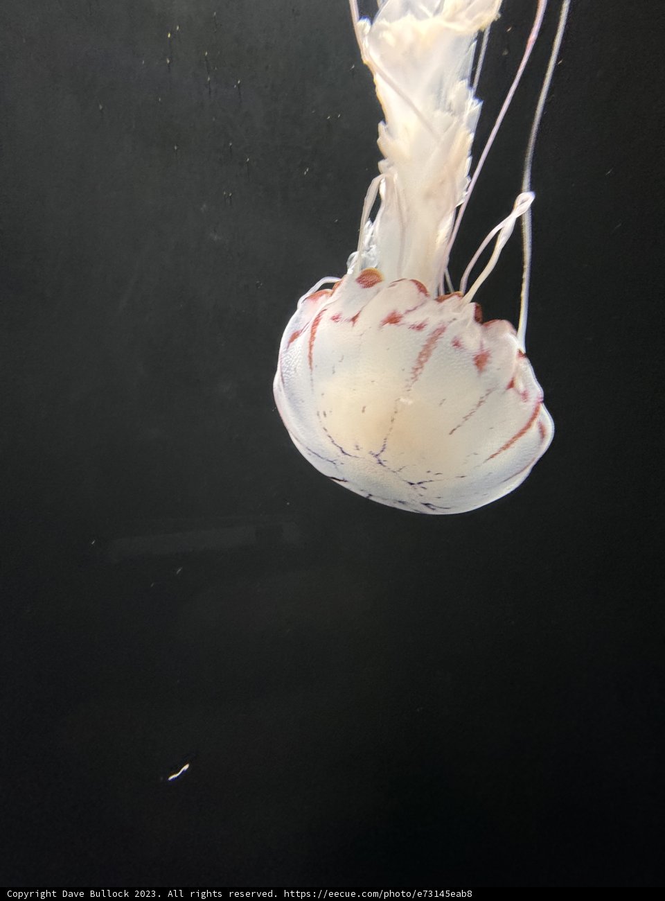 Ethereal Drift: The Jellyfish of the Aquarium