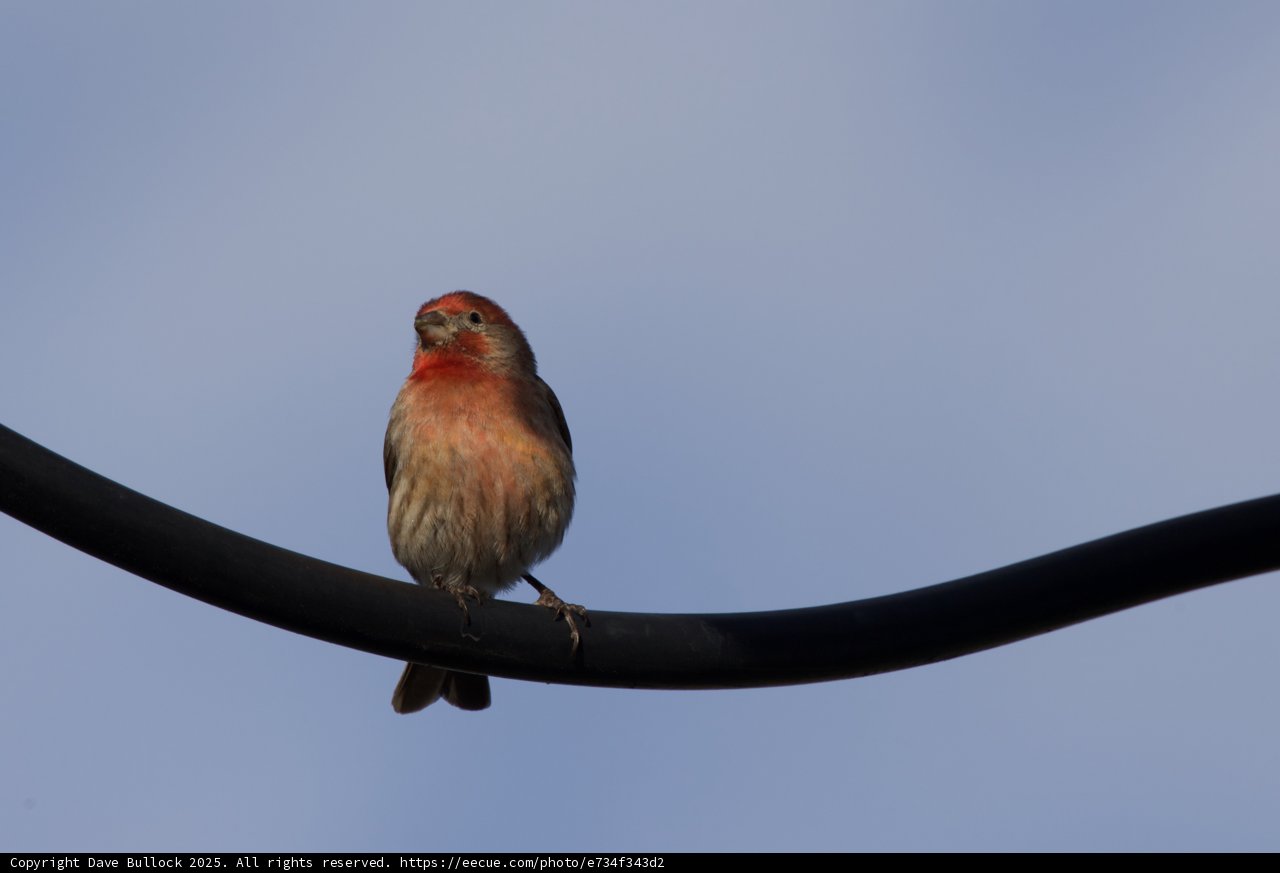 Perched on a Wire