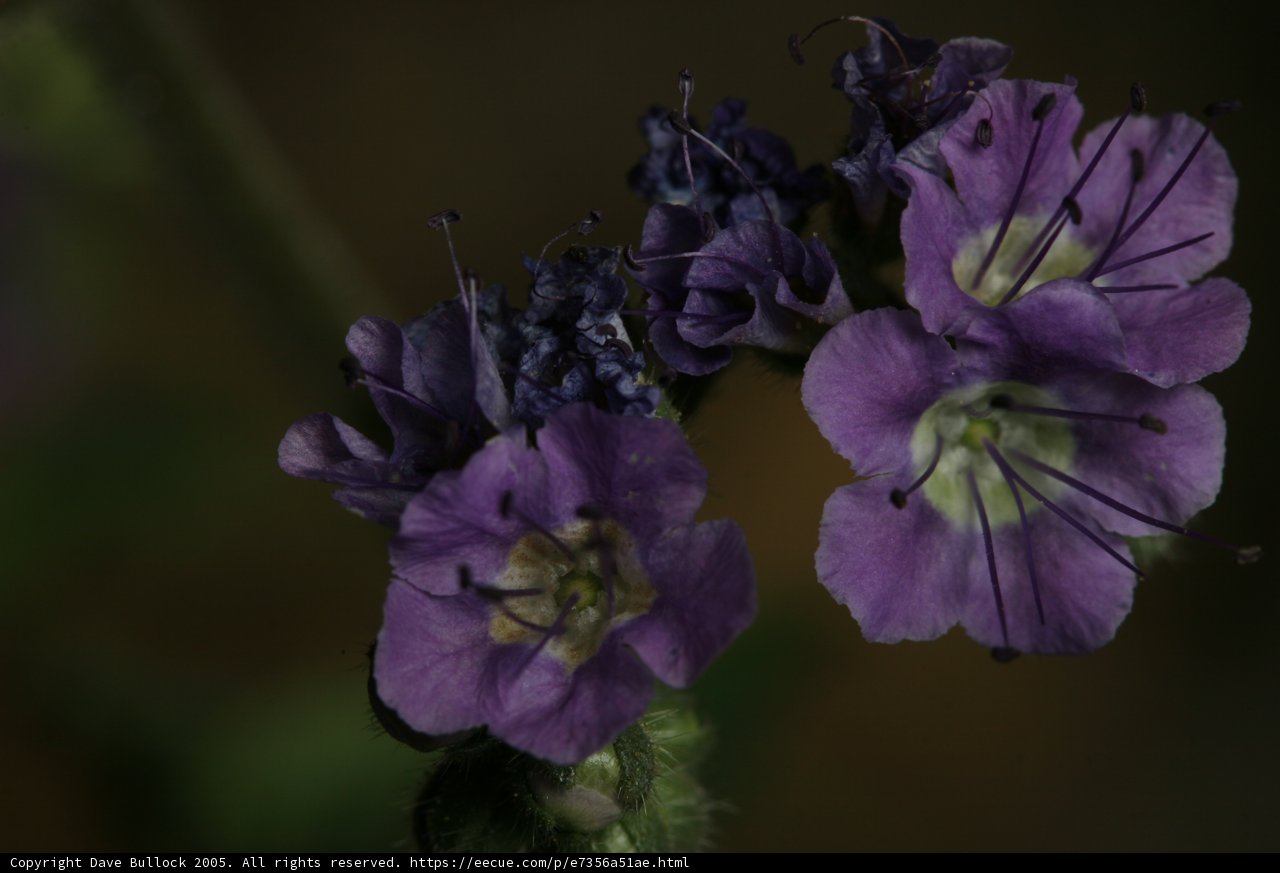 Purple Blossoms in the Shadows