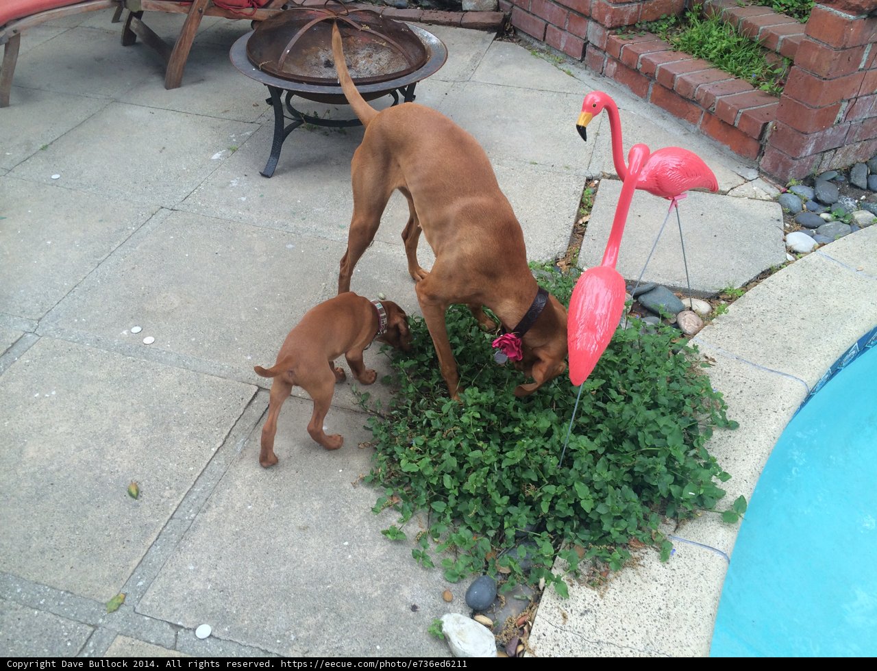 Canine and Baby at the Poolside