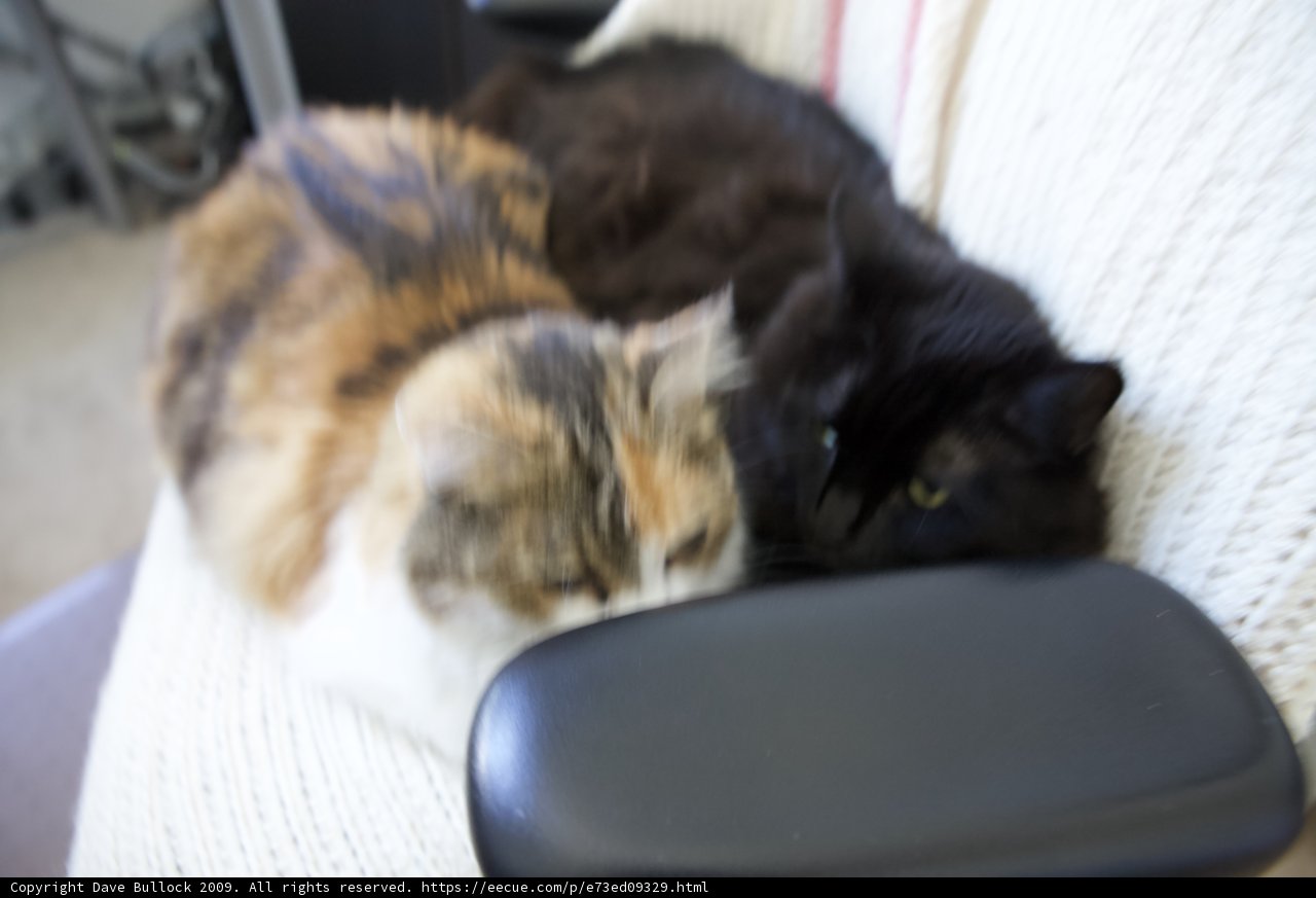Feline Lounge