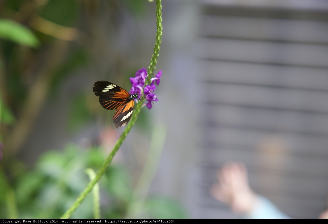 Majestic Monarch in Bloom
