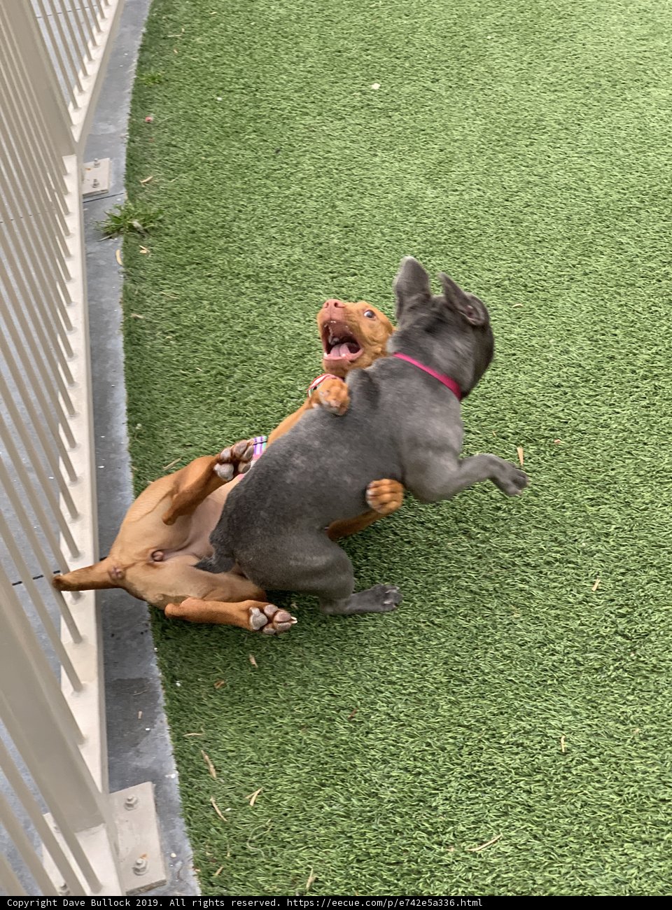 Canine Chaos