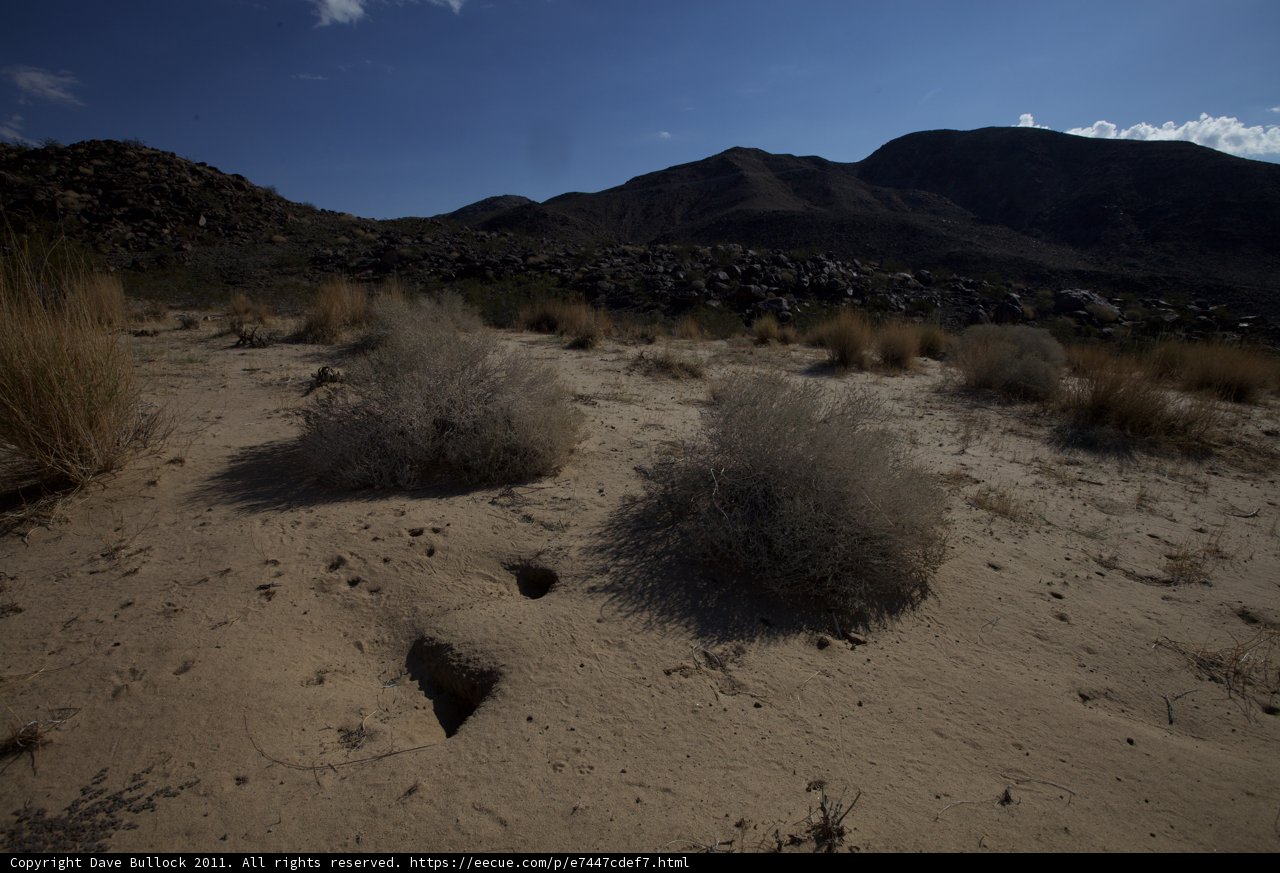 Lone Plant in the Desert
