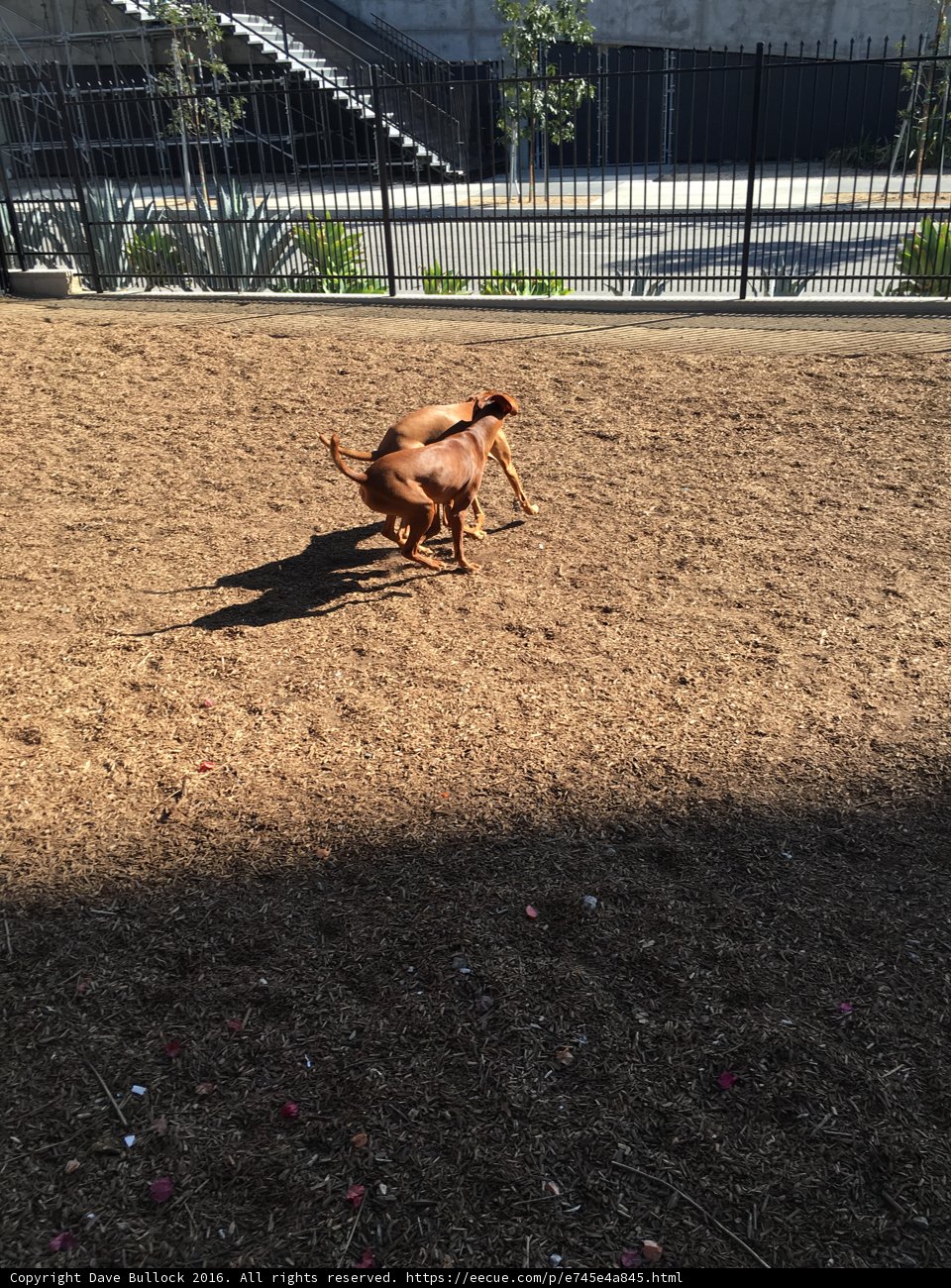 Playtime in the Dirt