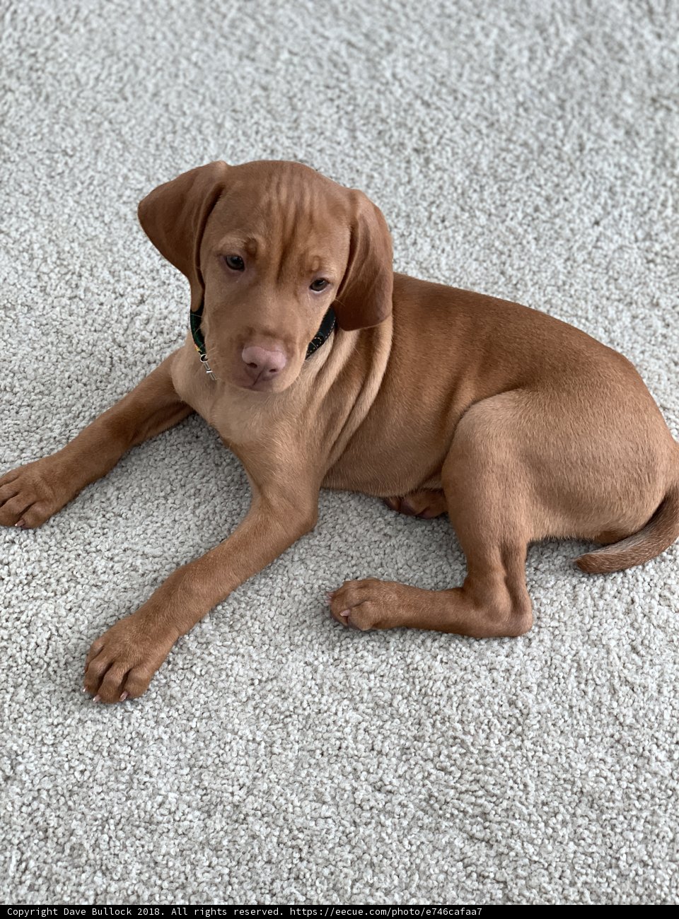 Adorable Brown Vizsla Puppy Resting on Carpet