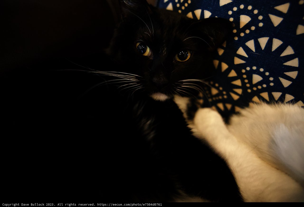 Lazy Days with My Black Cat
