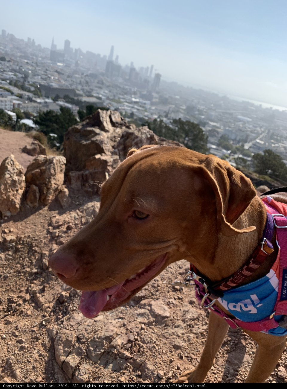 Rocky Adventure with My Furry Friend