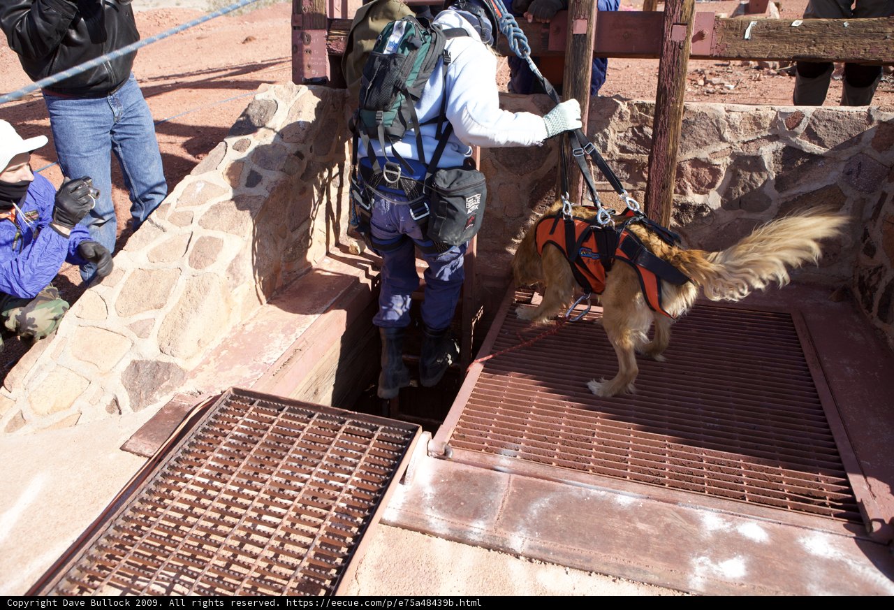 Man Walking his Dog Through Walkway