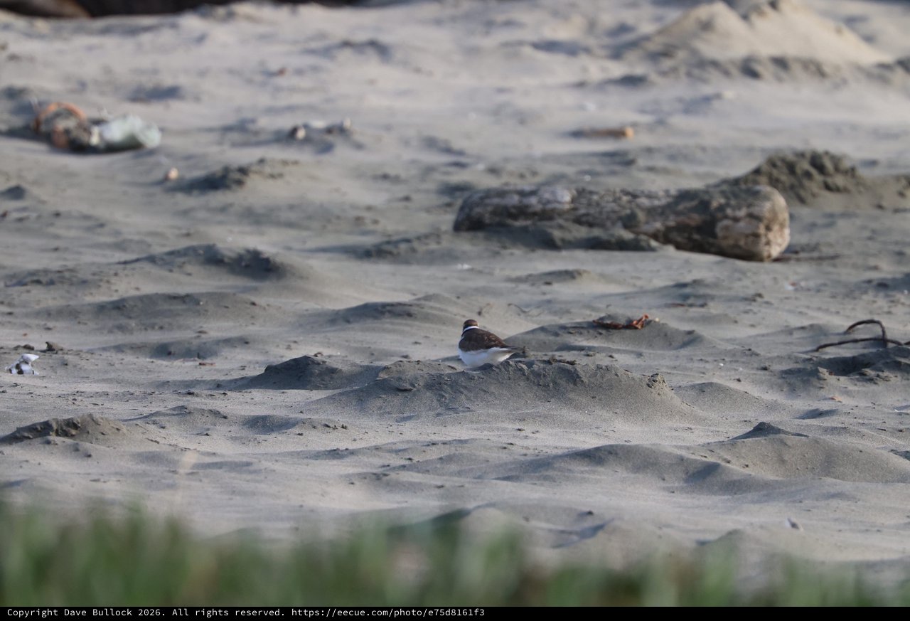 Small Shorebird Resting on Sandy Beach Among Debris