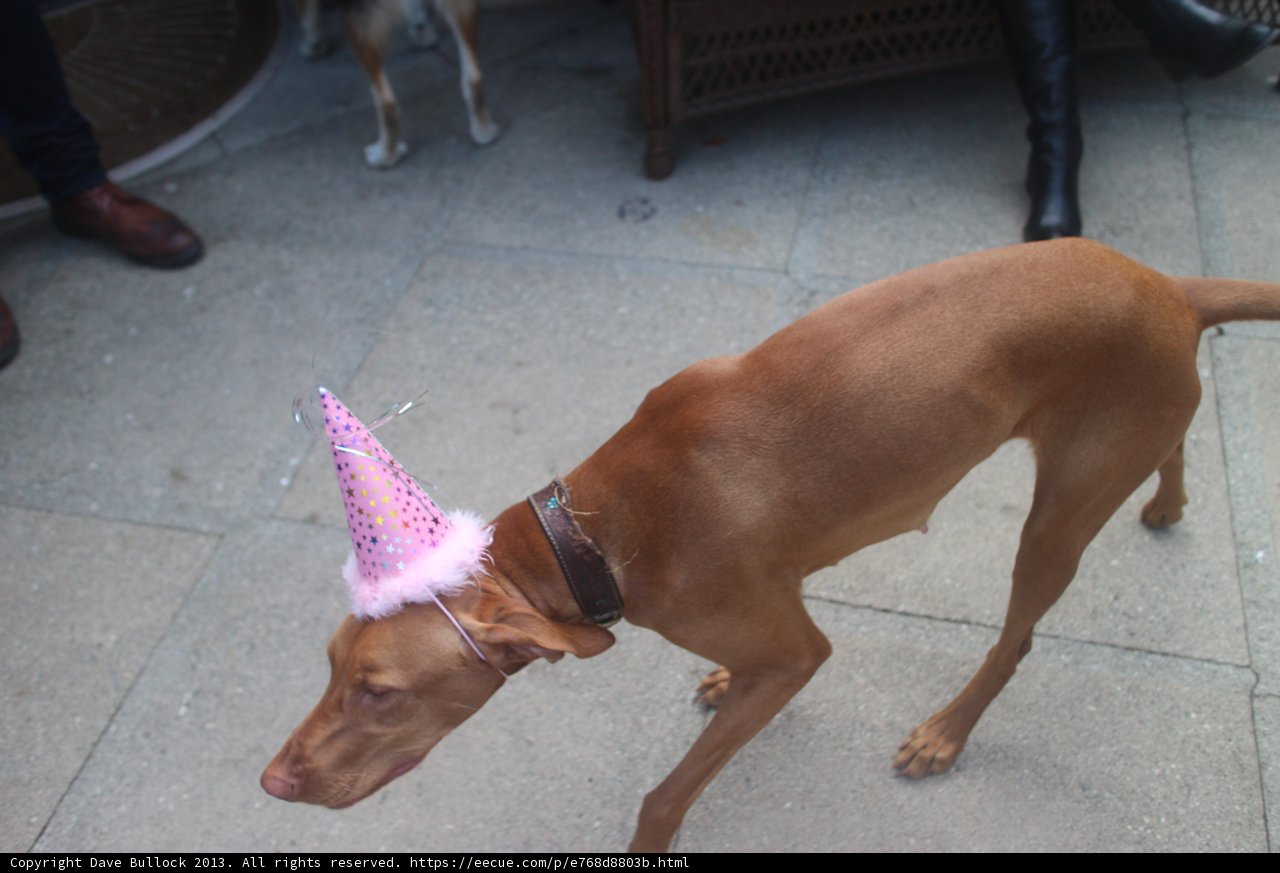 Party Pooch