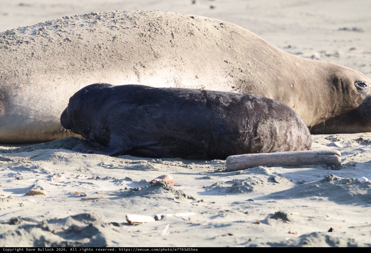 Newborn Elephant Seal Pup with Mother at Drakes Beach