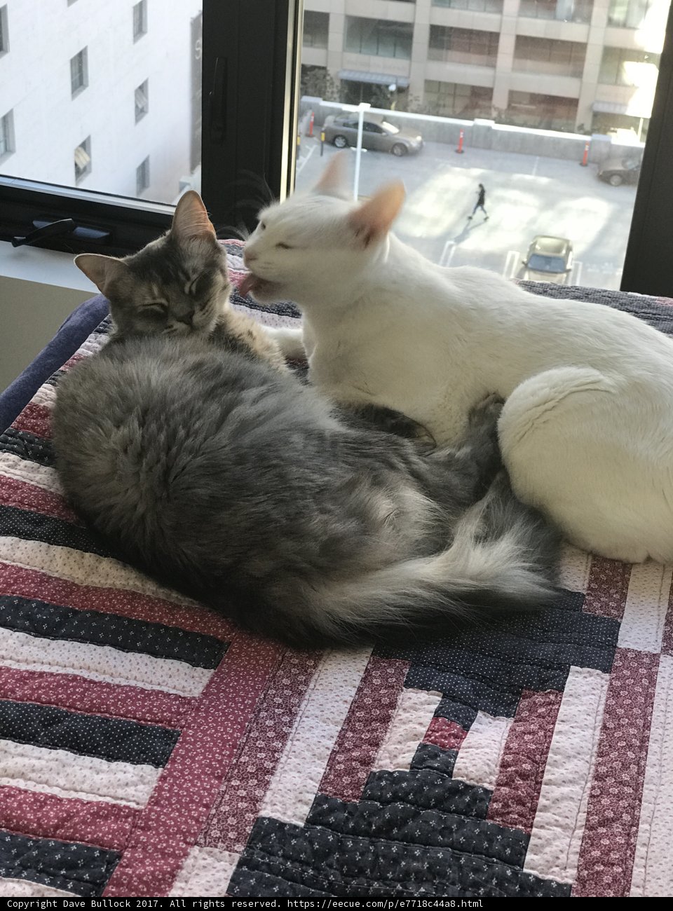 Feline Friends on a Cozy Quilt
