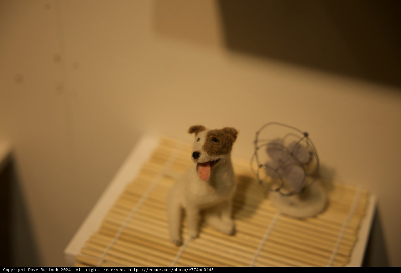 A Canine Companion in Korea, 2024.