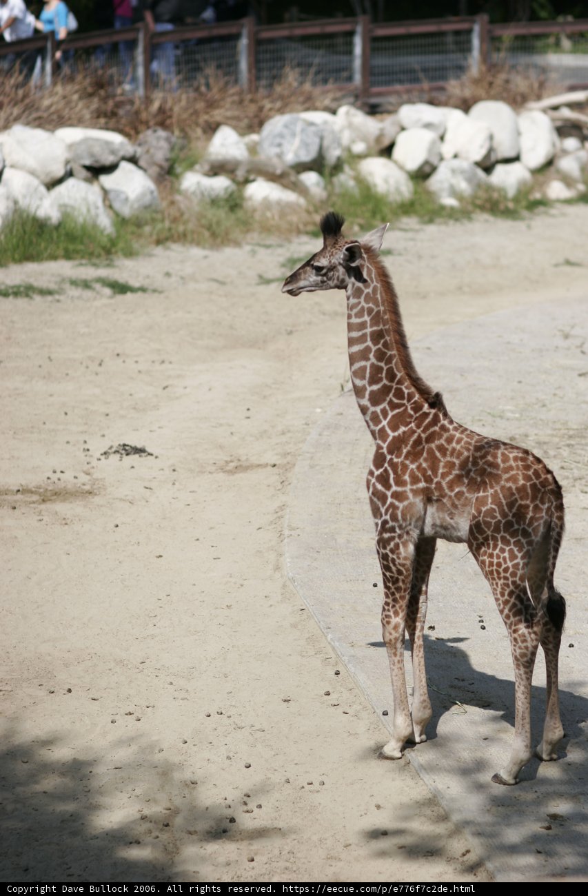 Tall and Curious