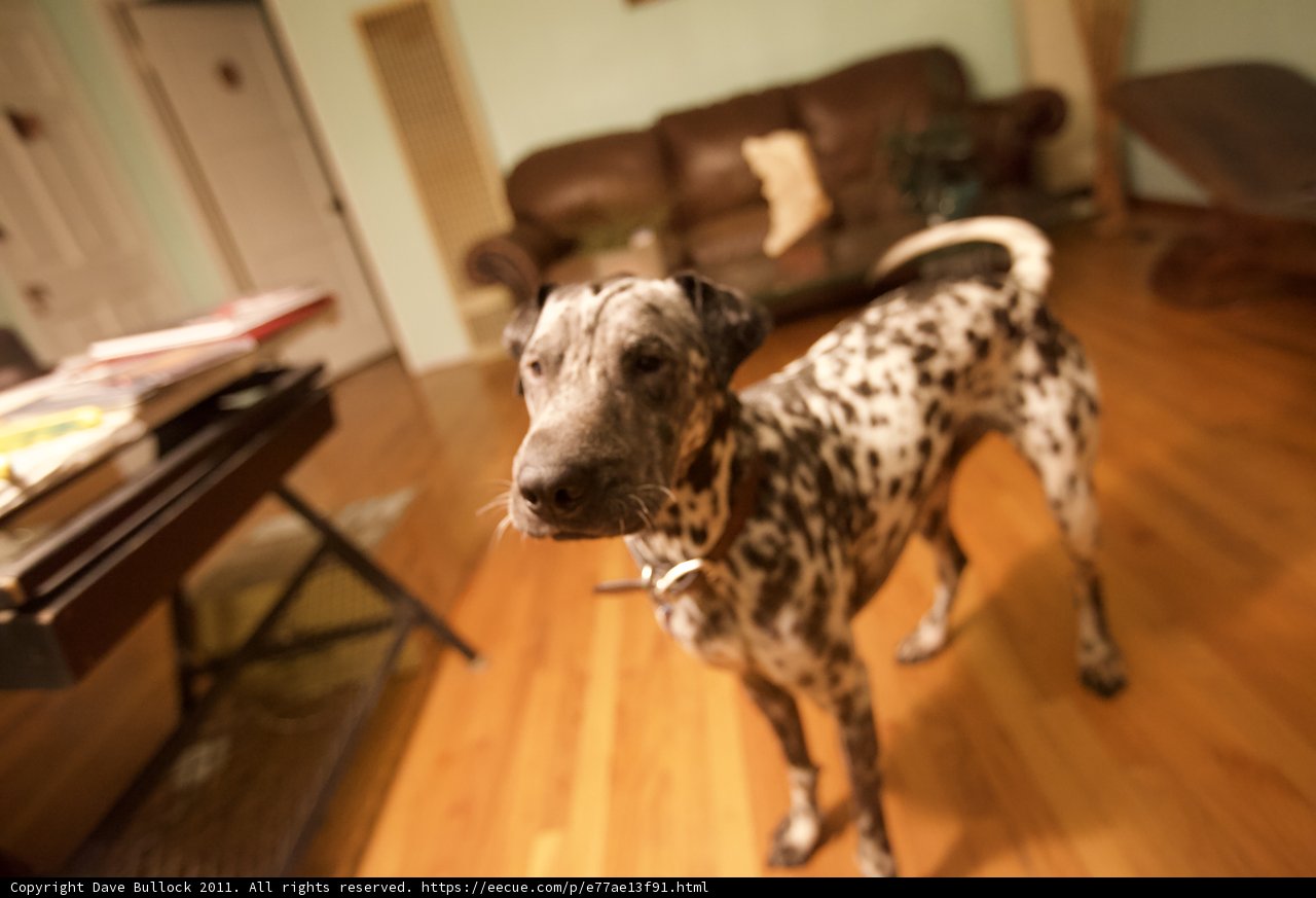 Dalmatian on Hardwood Flooring
