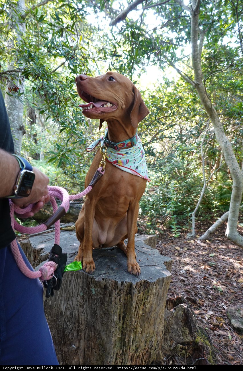Canine Companion on a Tree Stump