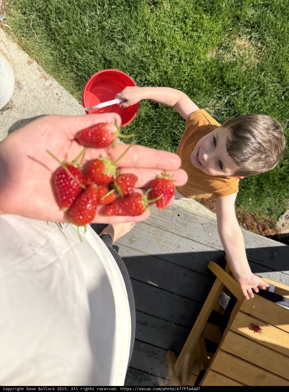 Joyful Strawberry Harvest