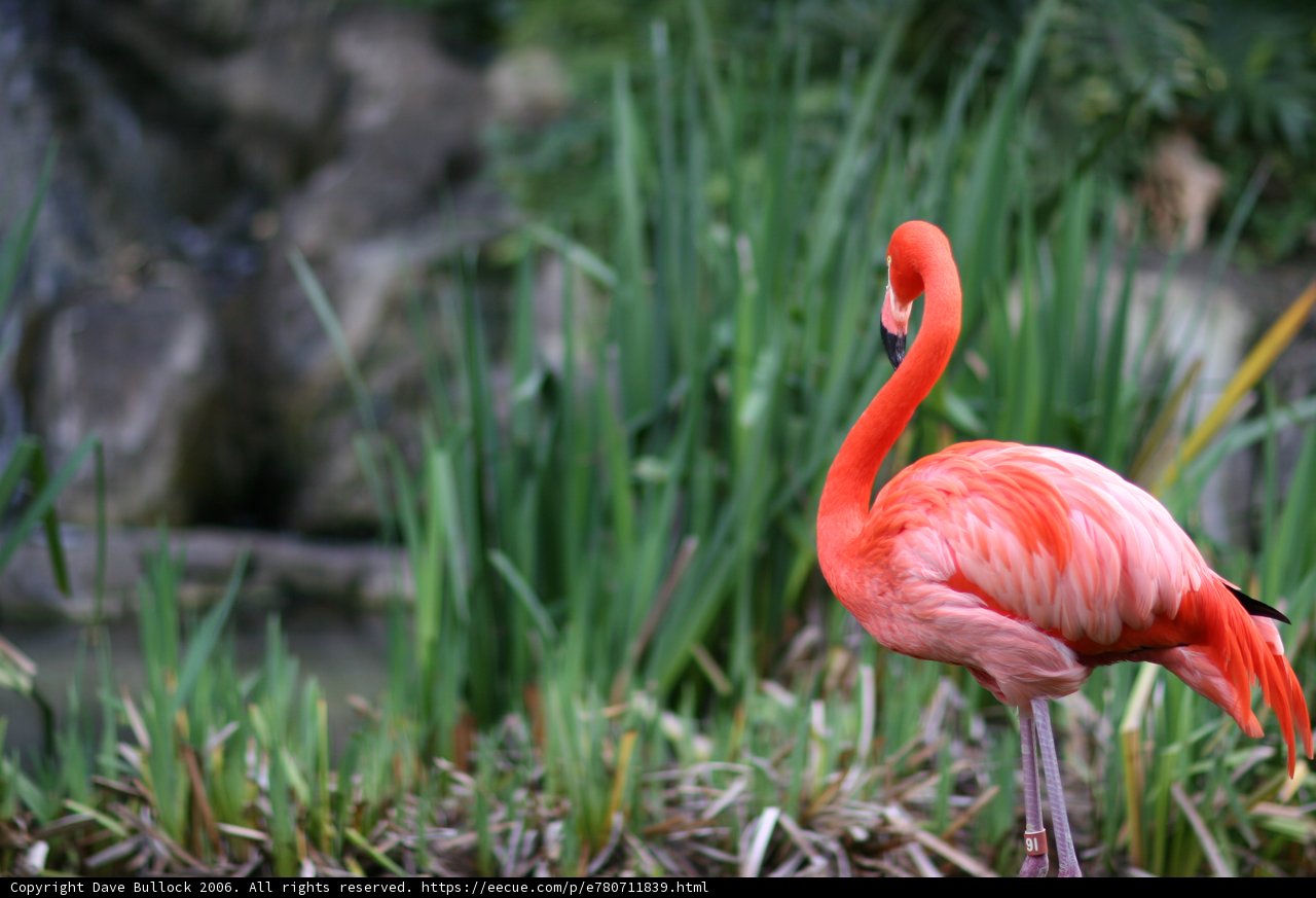 Pretty in Pink