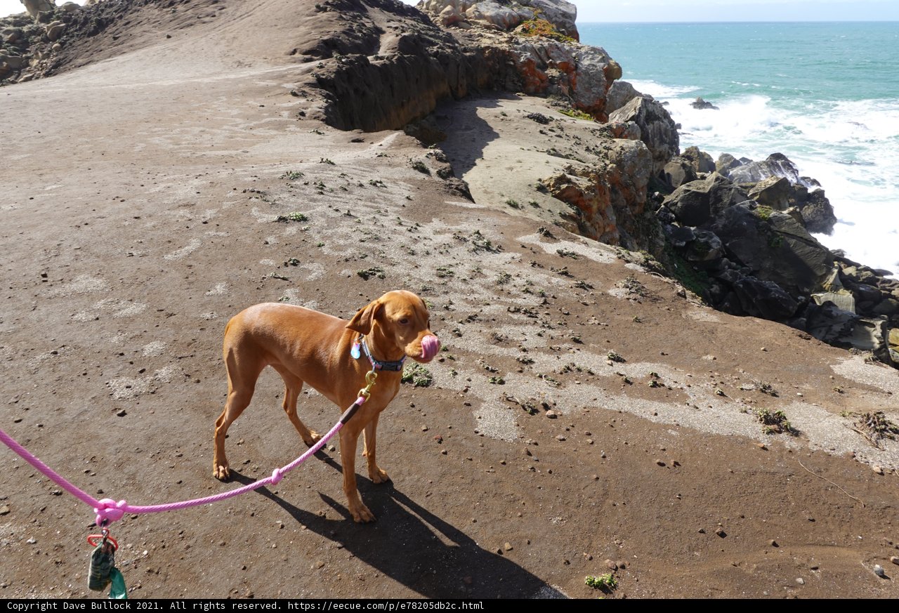 A Canine Adventure at Jenner Beach