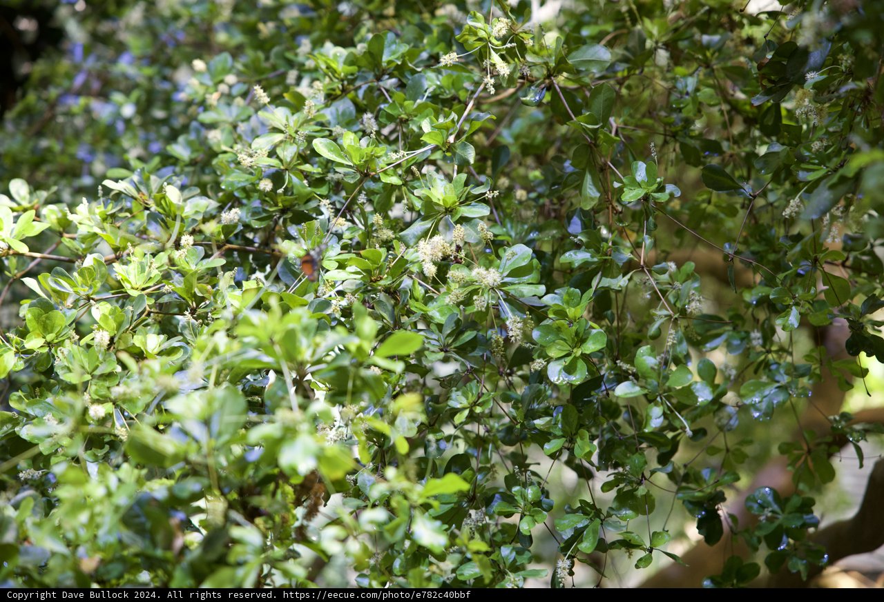 Blooming Delights in the Californian Rainforest