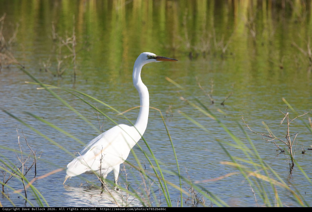 Great Egret Wading in Wetland Shallows