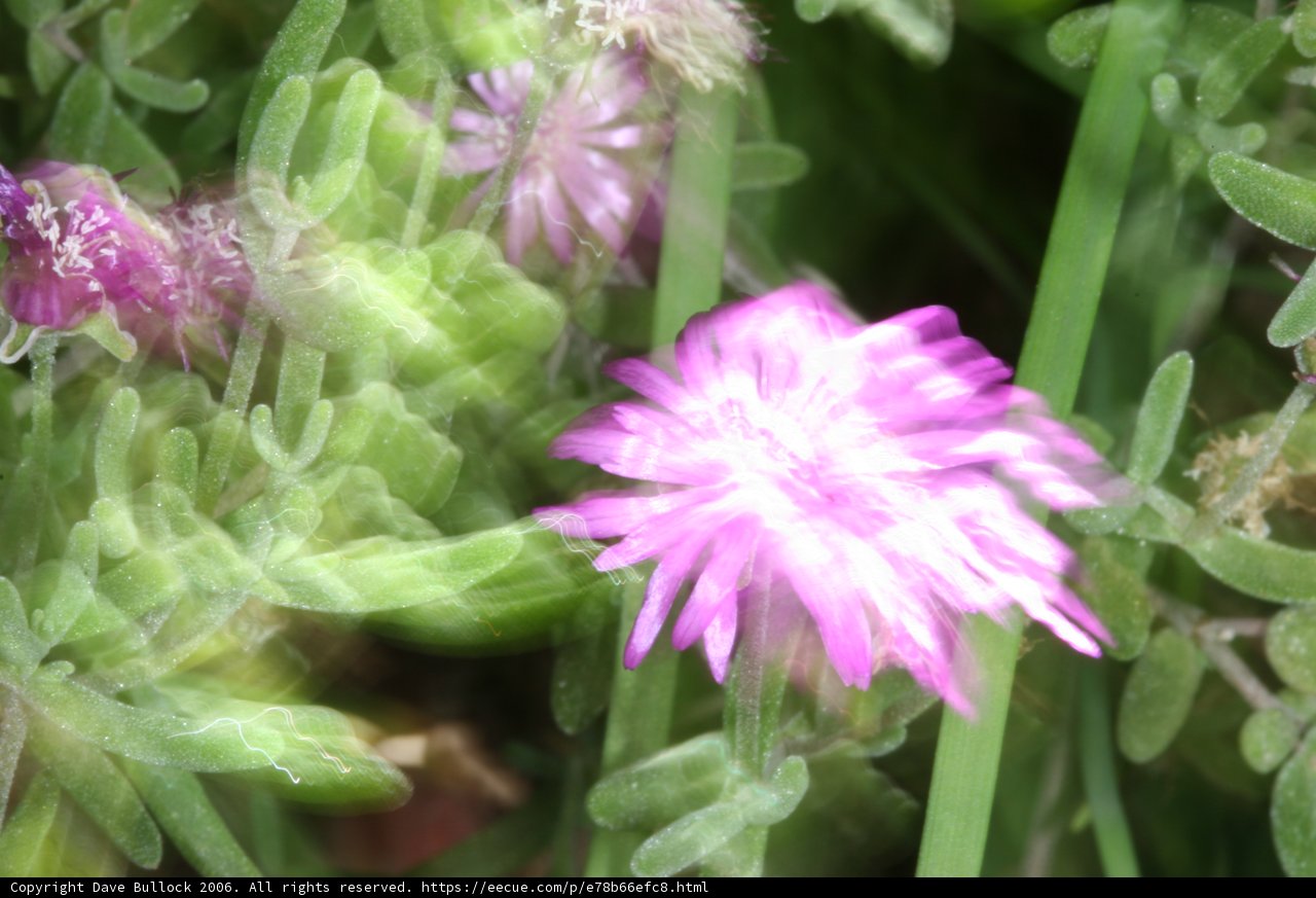 Blurry Pink Geranium in Grass