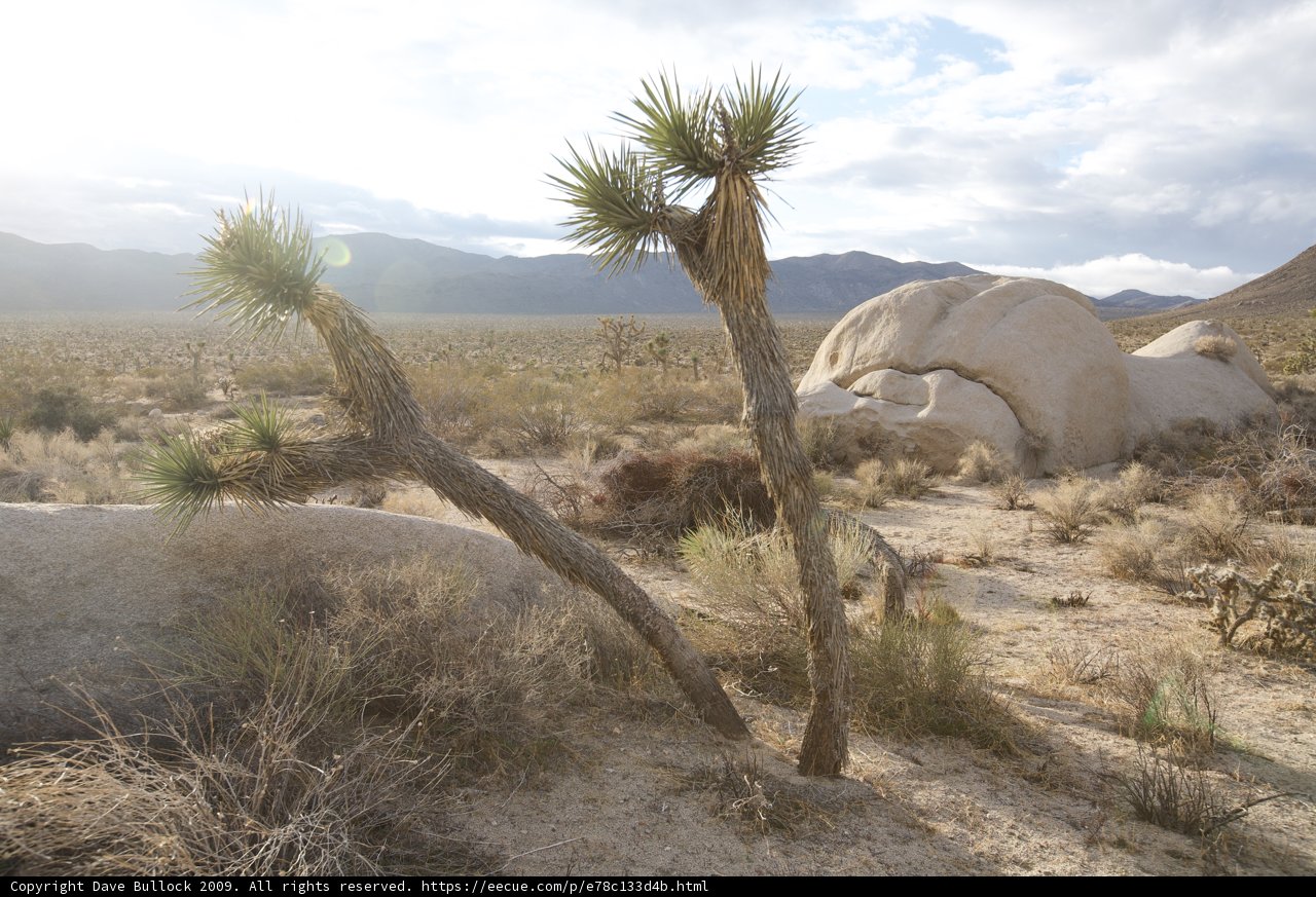 Majestic Antelope in the Desert