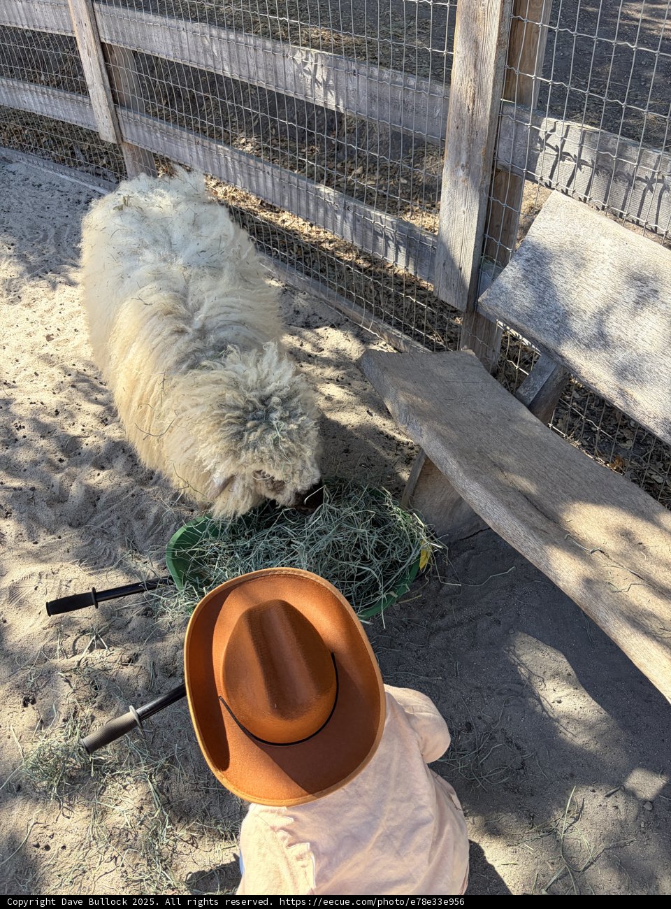 Cowboy Encounters Furry Friend