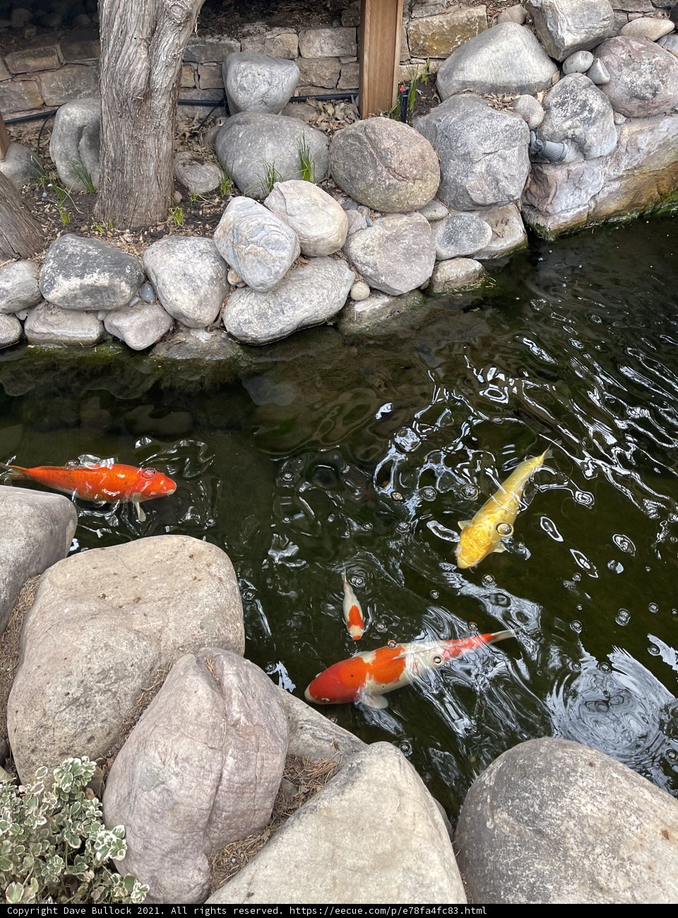 Tranquility at the Koi Pond