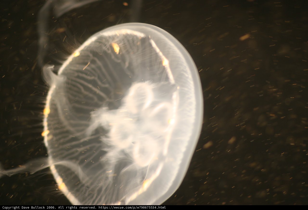 Graceful Sea Creature