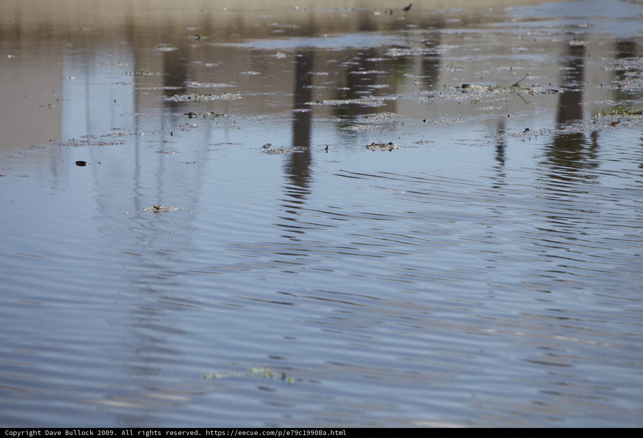 Soaring Over Ripples